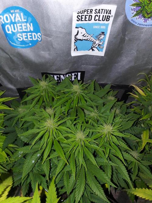 (bmxtd)x dd. Week 7