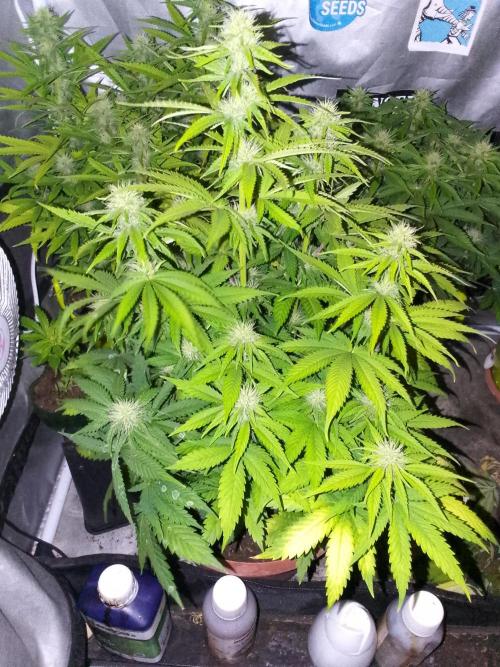 (bmxtd)x dd. Week 7