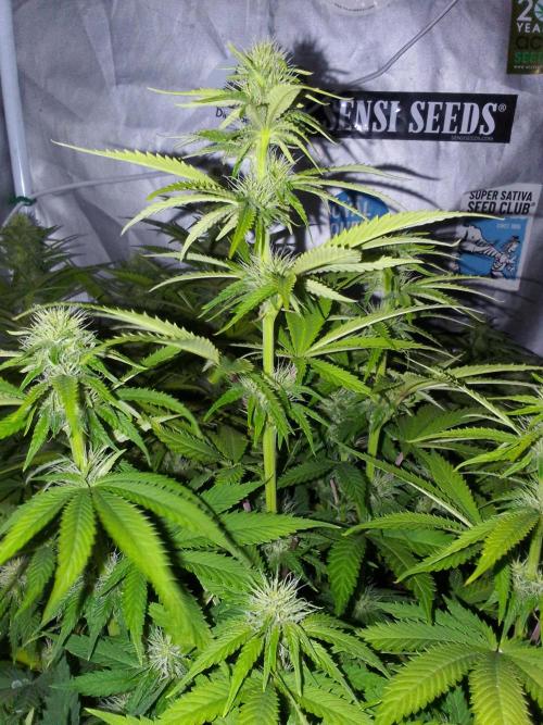 (bmxtd)x dd. Week 7