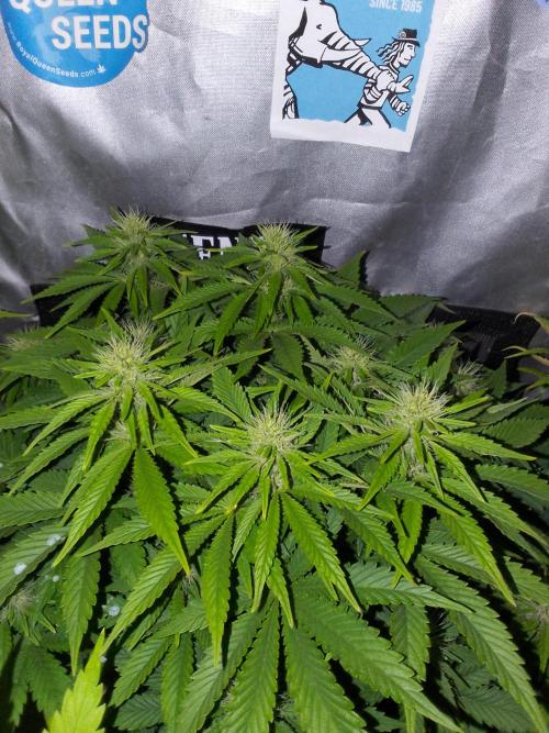(bmxtd)x dd. Week 7