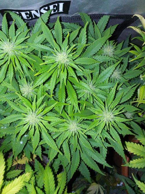 (bmxtd)x dd. Week 7