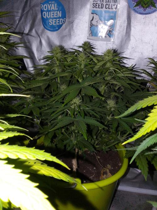 (bmxtd)x dd. Week 7