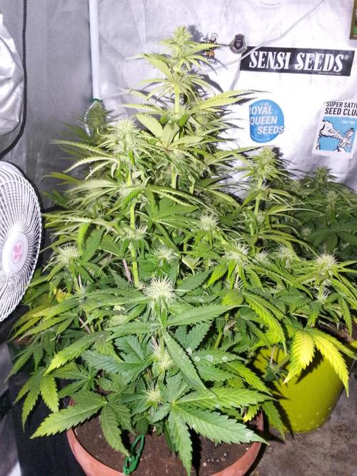 (bmxtd)x dd. Week 7
