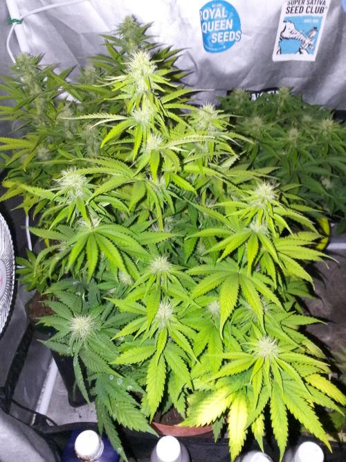 (bmxtd)x dd. Week 7