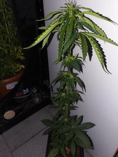 Domina tangy x Tropicana cookies. Week 5