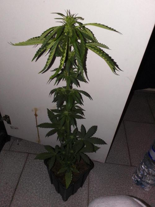 Domina tangy x Tropicana cookies. Week 5