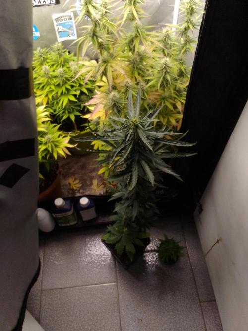 Domina tangy x Tropicana cookies. Week 6