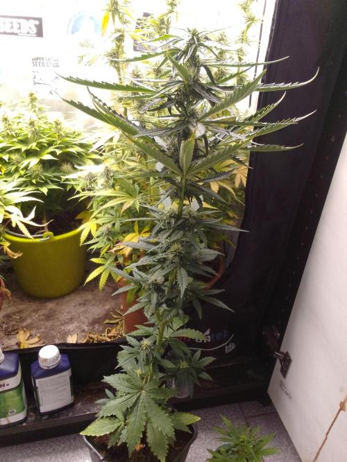 Domina tangy x Tropicana cookies. Week 6