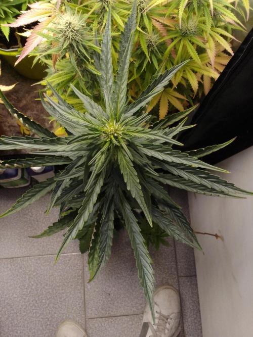 Domina tangy x Tropicana cookies. Week 6