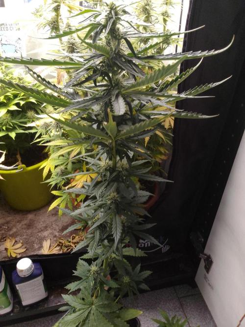 Domina tangy x Tropicana cookies. Week 6