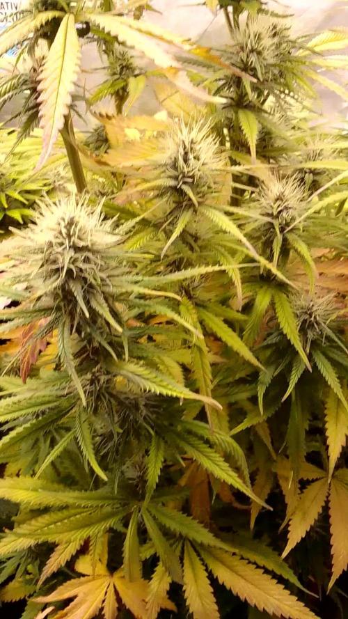 Domina tangy x Tropicana cookies