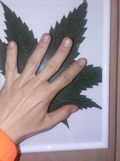 Domina tangy x Tropicana cookies. Week 6