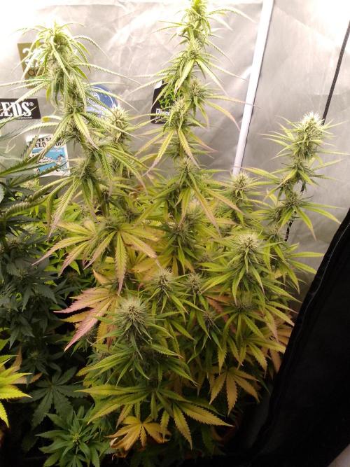 (Bmxtd)x(lxmf1). Week 8