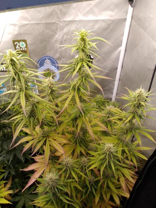 (Bmxtd)x(lxmf1). Week 8