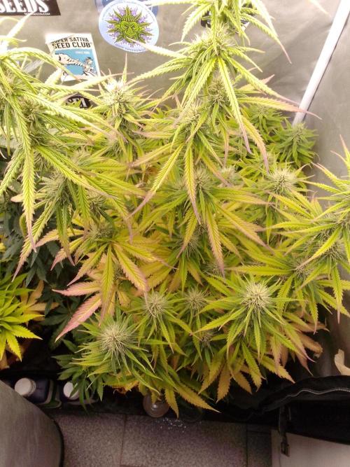 (Bmxtd)x(lxmf1). Week 8