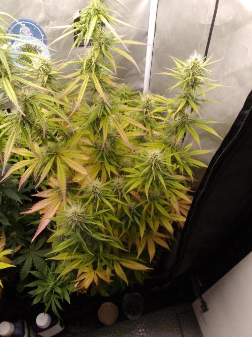(Bmxtd)x(lxmf1). Week 8