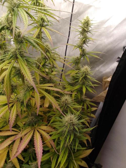 (Bmxtd)x(lxmf1). Week 8