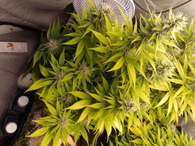 (bmxtd)x dd. Week 8