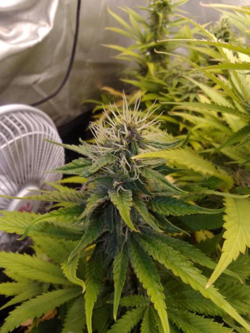 (bmxtd)x dd. Week 8
