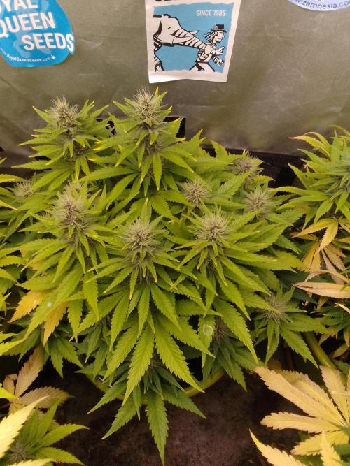 (bmxtd)x dd. Week 8
