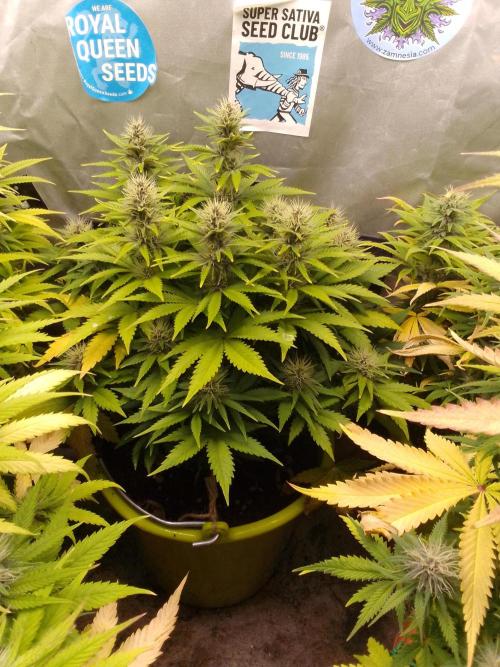 (bmxtd)x dd. Week 8