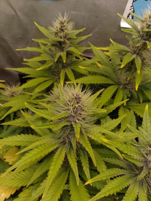 Franco 123 - (Black muffin x tangy domina) x don diablo door Franco123