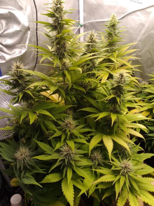 (bmxtd)x dd. Week 8