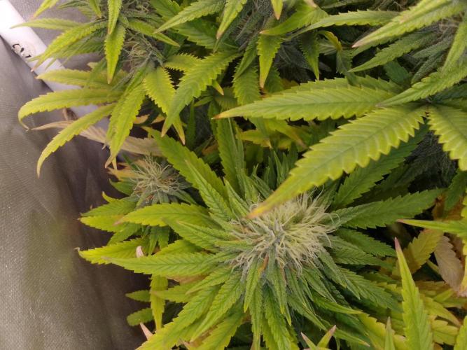 Black muffin x tangy domina S1. Week 11