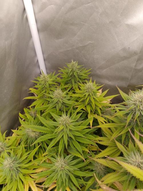 Black muffin x tangy domina S1. Week 11