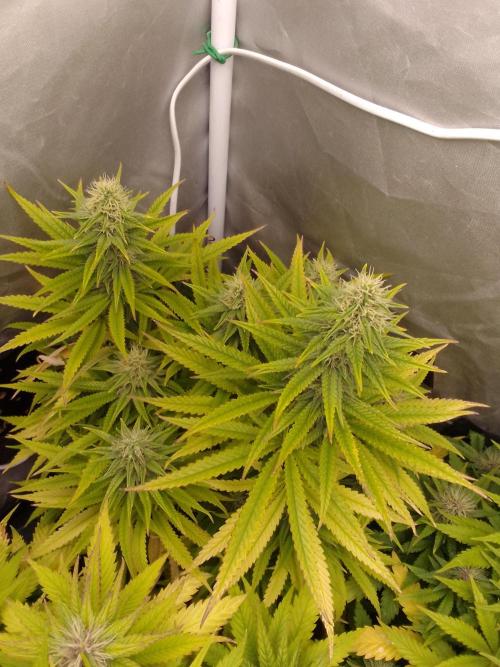 Black muffin x tangy domina S1. Week 11