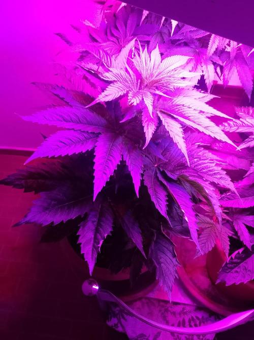 Domina tangy x Tropicana cookies. Week 6