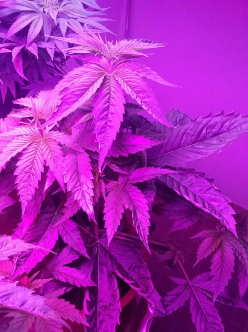 Domina tangy x Tropicana cookies. Week 6