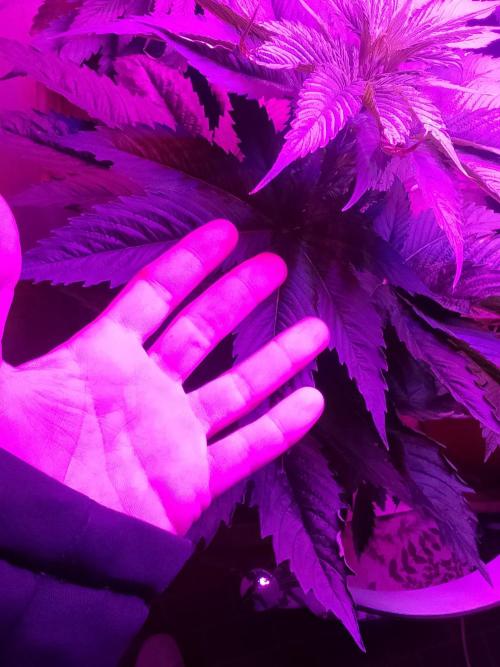 Domina tangy x Tropicana cookies. Week 6