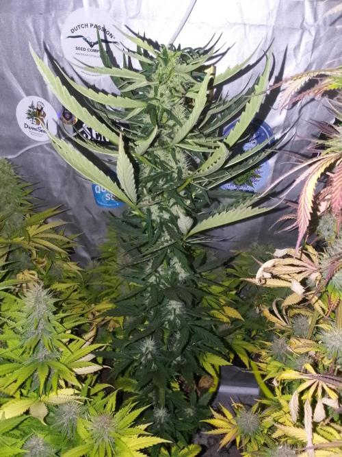 Domina tangy x Tropicana cookies. Week 7