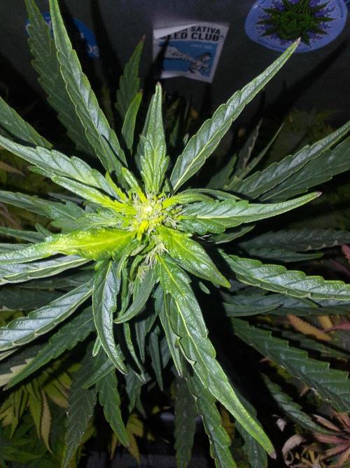 Domina tangy x Tropicana cookies. Week 7