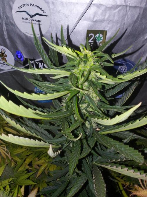 Domina tangy x Tropicana cookies. Week 7