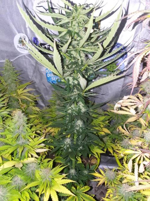 Domina tangy x Tropicana cookies. Week 7
