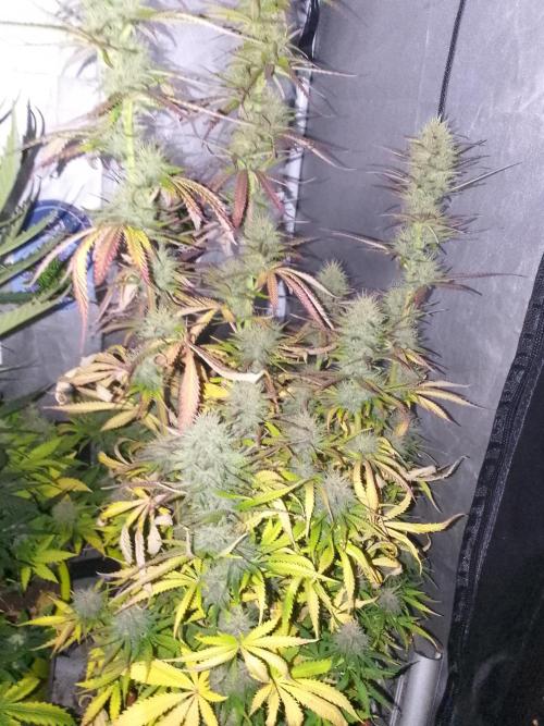 (Bmxtd)x(lxmf1). Week 9