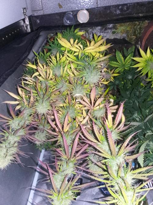 (Bmxtd)x(lxmf1). Week 9