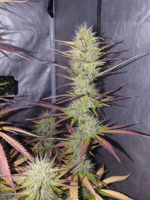 (Bmxtd)x(lxmf1). Week 9