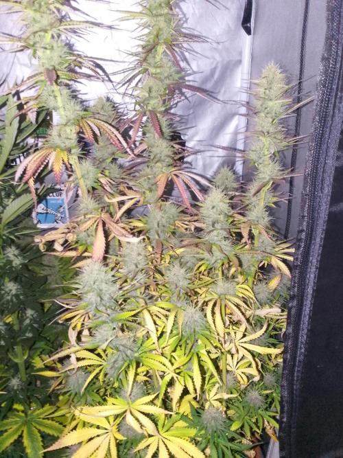 (Bmxtd)x(lxmf1). Week 9