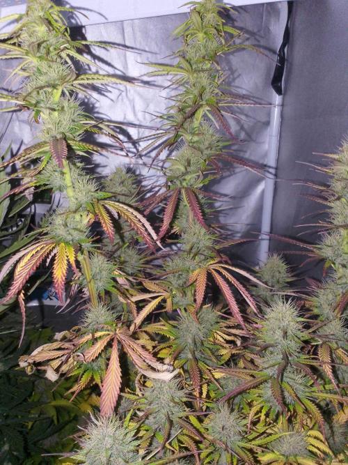 (Bmxtd)x(lxmf1). Week 9