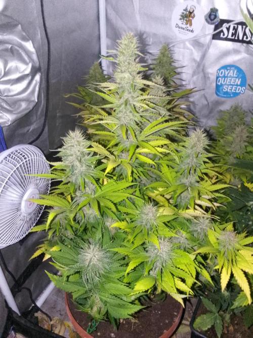(bmxtd)x dd. Week 9