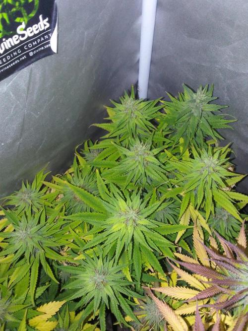 Black muffin x tangy domina S1. Week 12