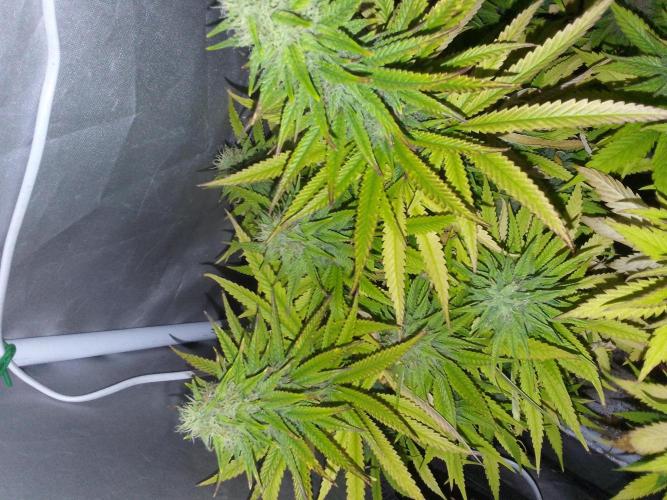 Black muffin x tangy domina S1. Week 12