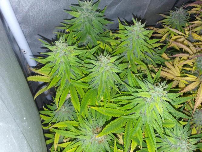 Black muffin x tangy domina S1. Week 12