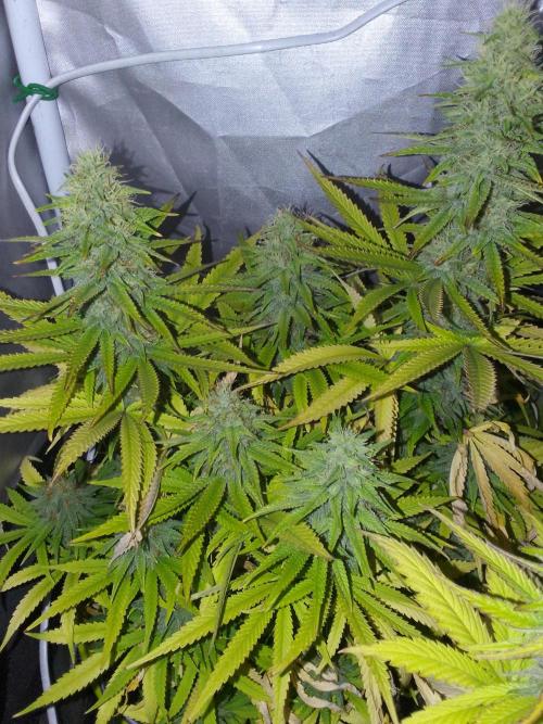 Black muffin x tangy domina S1. Week 12