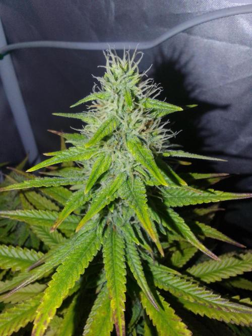 Black muffin x tangy domina S1. Week 12