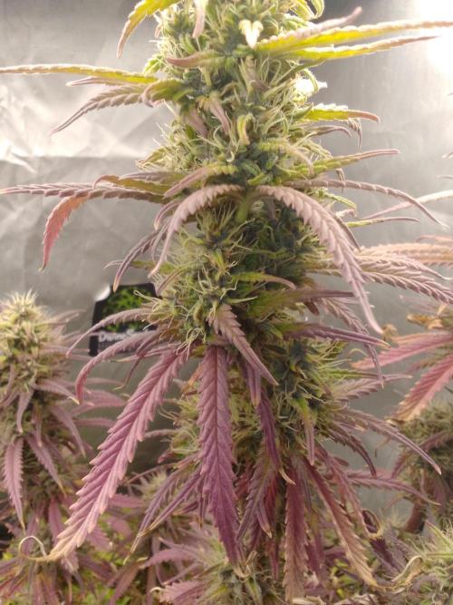 (Bmxtd)x(lxmf1). Week 10