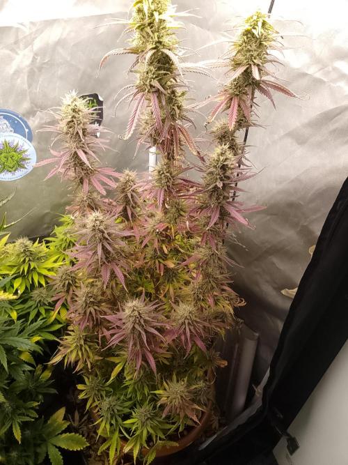 (Bmxtd)x(lxmf1). Week 10